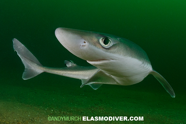 spiny-dogfish-pictures